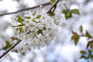 cherry blossom in spring