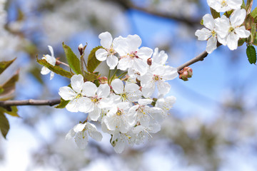 cherry blossom in spring