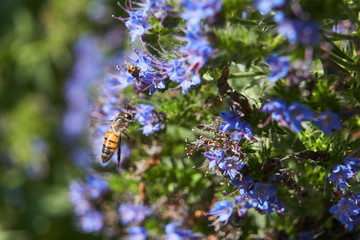 Bee feeding on Cactus flowers.