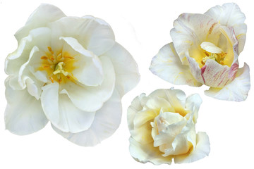 Fototapeta na wymiar Three white tulip flower on a white isolated background. Flower without a stalk. Close up no shadows.