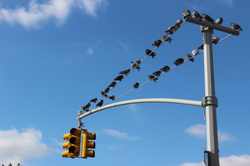 birds in light pole