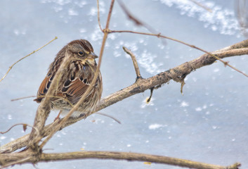 Sparrow on Branch above Ice