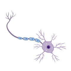 Blue neuron cell. Brain activity and dendrites. Scientific cartoon illustration. Membrane and the nucleus. Microbiology and mind