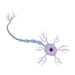 Fotobehang Blauwe neuroncel. Hersenactiviteit en dendrieten. Wetenschappelijke cartoon afbeelding. Membraan en de kern. Microbiologie en geest © Taras