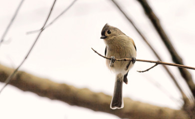 Titmouse on Thin Branch