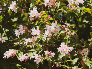 Kolkwitzia amabilis | Kolkwitzie-Perlmutt-Strauch. Wunderschöne Blütenkleid zu einem echten Schmuckstück des Garten