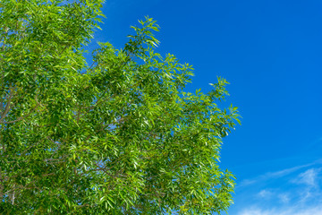 Green leaves branches with blue sky nature background