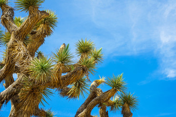 Joshua Tree branches with blue sky
