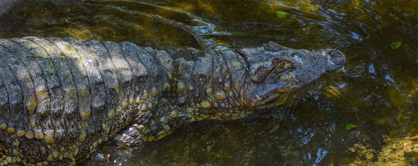 alligator skin texture