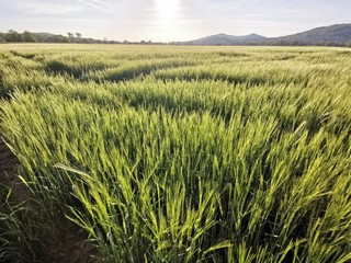 field of wheat