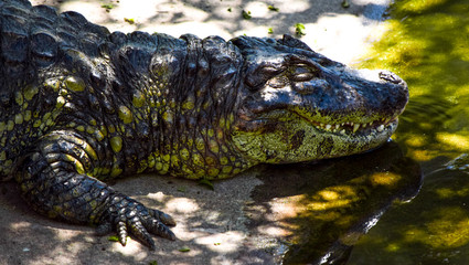alligator in the everglades