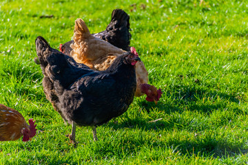 A candid close-up shot of roosters and hens grazing on a green grass field in a French mountain village