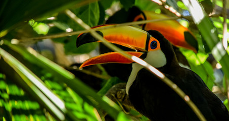 toucan in the jungle