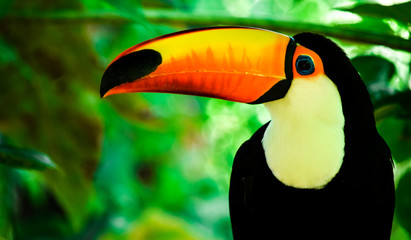 toucan on a green background