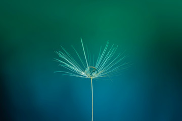 dandelion seed head with drop of water
