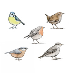 Verschiedene Vögel
