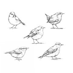 Verschiedene Vogelarten