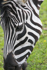 Zbliżenie głowy zebry jedzącej trawę.