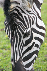 Fototapeta na wymiar Zbliżenie głowy zebry jedzącej trawę.