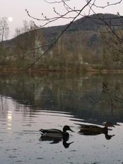 ducks on the lake