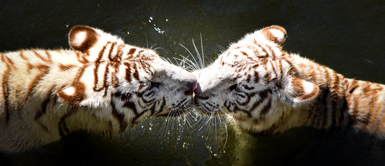 tiger in the water © FrancoJavier