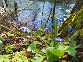forget me not