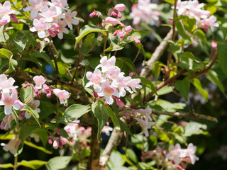 Kolkwitzia amabilis | Kolkwitzie oder Perlmuttstrauch, schöner Blütenstrauch mit Blumen in rosa und weißen Glocken, gelb-orange behaarte Kronschlund