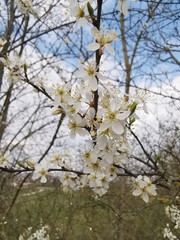 blooming cherry tree