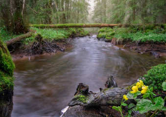 Naklejka na ściany i meble A stream flowing through the forest with yellow flowers in the foreground and a tree over the river in the background