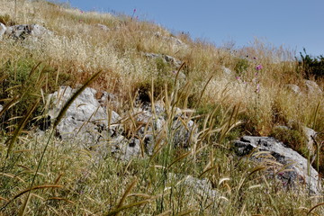 wild flowers in the field