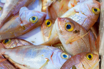 fresh fish on the ice in the market.