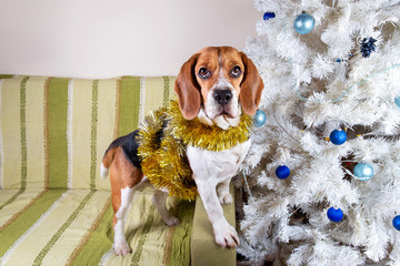 Adorable beagle dog standing in tinsel by white christmas tree