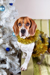 Adorable beagle dog standing in tinsel by white christmas tree