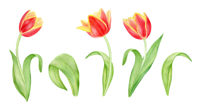 Watercolor red and yellow tulips with green leaves.
Hand drawn botanical illustration with spring flowers isolated 
on white background.