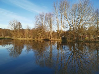 Obraz premium reflection of trees in the water