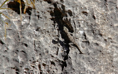 lizard on the rock