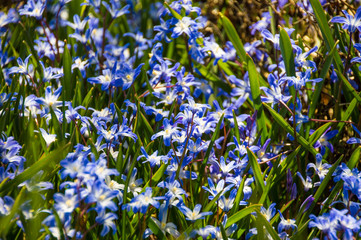 Fototapeta premium Field of blue spring flowers