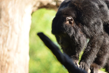 Black monkey