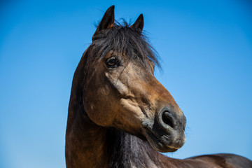 Ein schönes Connemara Pferd