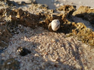 shell on the beach