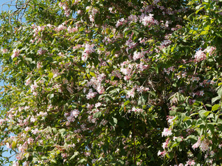 Kolkwitzia amabilis | Kolkwitzie oder Perlmuttstrauch als Zierstrauch mit dekorativen Frühlingsblüte in Parks und Gärten