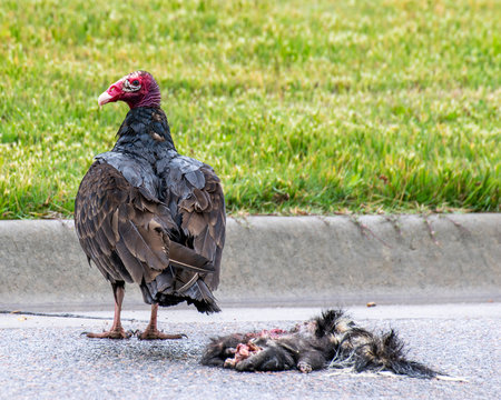 Turkey Vulture with Road Kill
