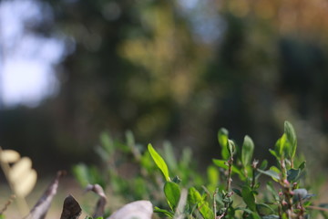 green grass in the forest