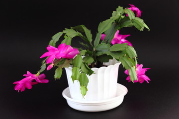 Blossoming Schlumbergera also known as christmas cactus