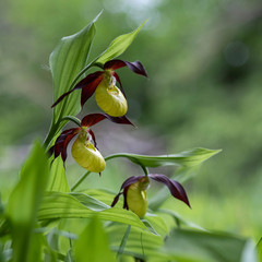 Naklejka na ściany i meble Orchid Cypripedium calceolus - Slipper Slipper - beautiful yellow flower in cabbage grass.