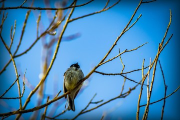 Small bird on branch against the blue sky