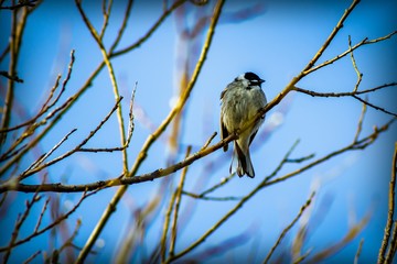 Small bird on branch against the blue sky