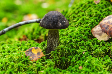 Edible small mushroom with brown cap Penny Bun in moss autumn forest background. Fungus in the natural environment. Big mushroom macro close up. Inspirational natural summer or fall landscape.