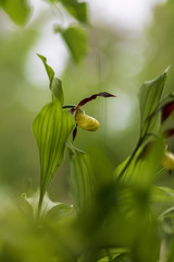 Orchid Cypripedium calceolus - Slipper Slipper - beautiful yellow flower in cabbage grass.