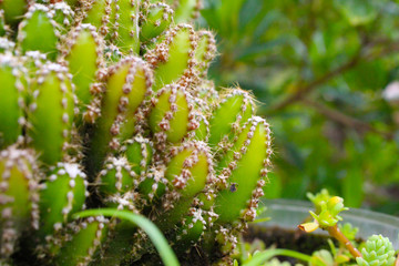 planta meio ambiente (cacto)